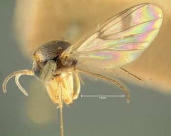 Media type: image;   Entomology 1185 Aspect: habitus lateral view